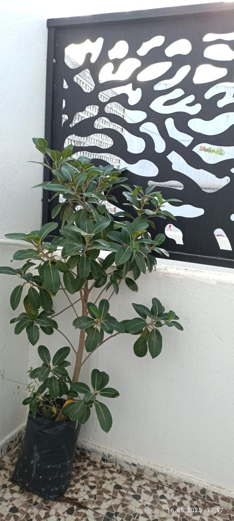 Fufa Haute Standing Appartment S2 Center Monasztir Kültér fotó